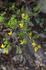 Hippocrepis emerus emerus