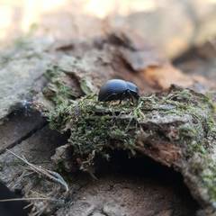 Accanthopus velikensis