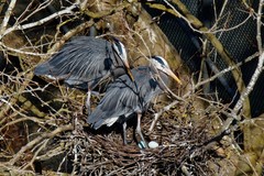 Ardea herodias fannini