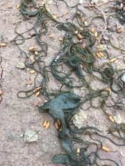 Nostoc flagelliforme