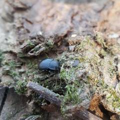 Accanthopus velikensis