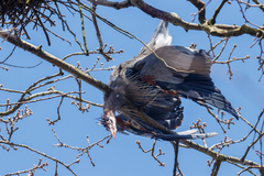 Ardea herodias fannini