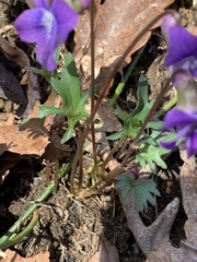 Viola subsinuata