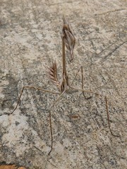 Hemiempusa capensis