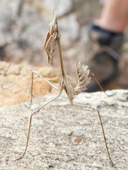 Hemiempusa capensis