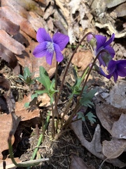 Viola subsinuata
