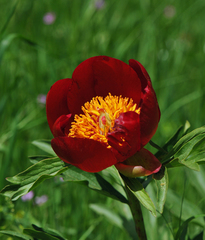 Paeonia peregrina