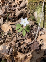 Anemonoides lancifolia