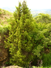 Juniperus communis saxatilis