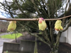 Corylopsis pauciflora