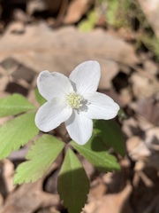 Anemonoides lancifolia
