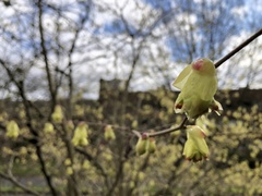 Corylopsis pauciflora