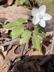 Anemonoides lancifolia