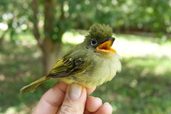 Rhynchocyclus olivaceus