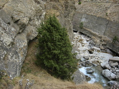 Juniperus communis saxatilis