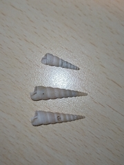 Turritella