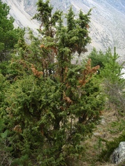 Juniperus communis saxatilis