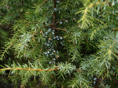 Juniperus communis saxatilis