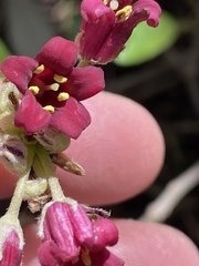 Pittosporum crassifolium