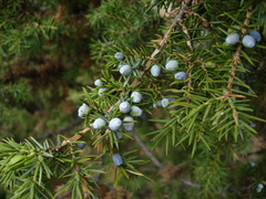 Juniperus communis saxatilis