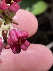 Pittosporum crassifolium