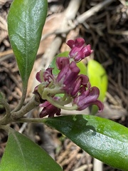 Pittosporum crassifolium