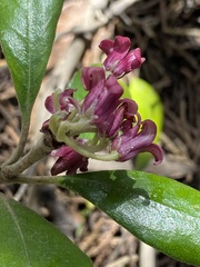 Pittosporum crassifolium