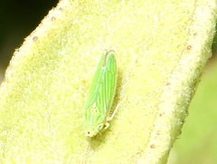 Graphocephala cythura
