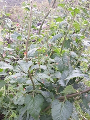 Scrophularia scorodonia