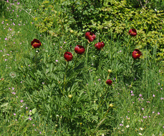 Paeonia peregrina