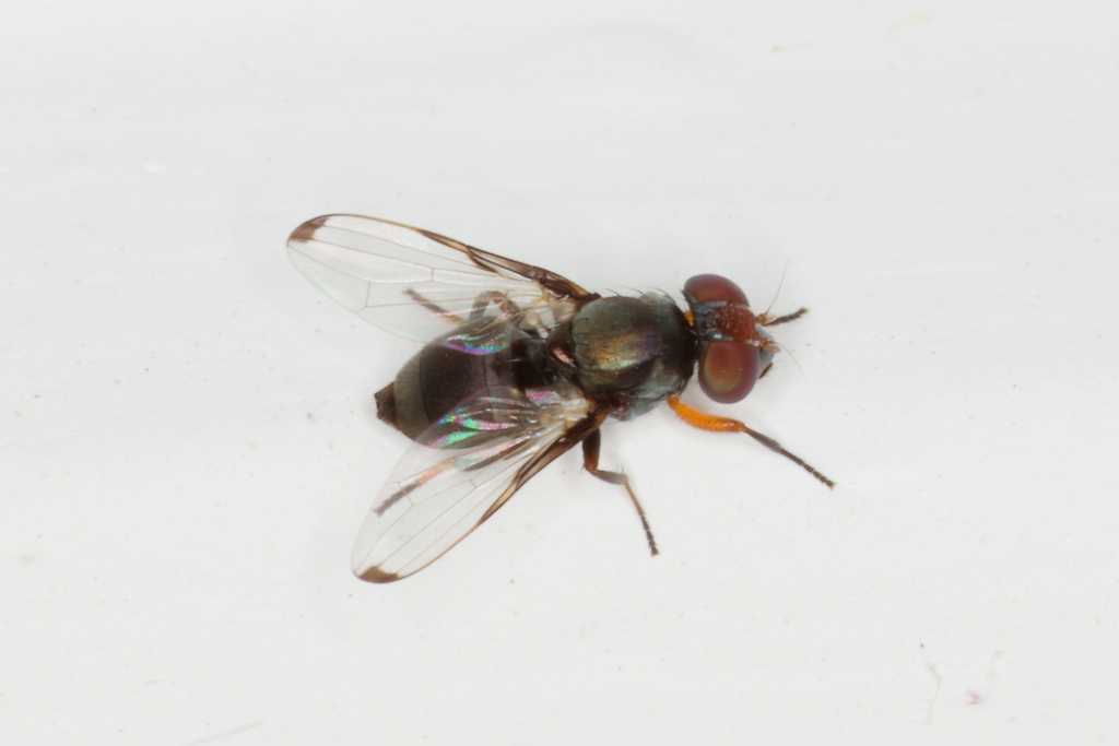 Picture-winged fly