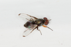 Acrosticta apicalis