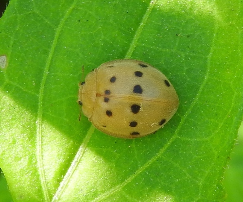 Southern Squash Lady Beetle