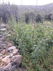 Scrophularia scorodonia