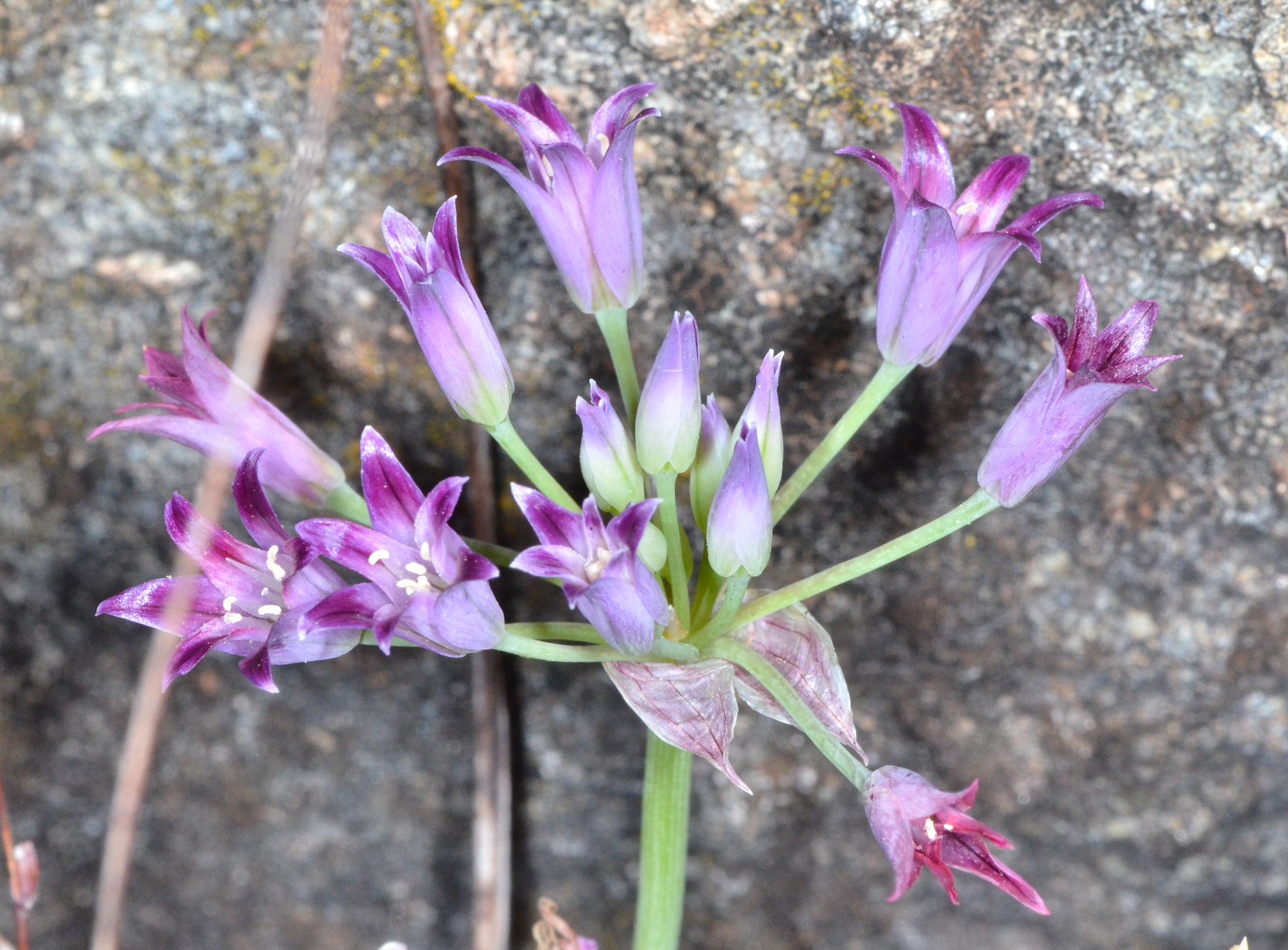 Allium bolanderi
