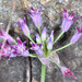 Allium bolanderi - Photo (c) Don Loarie, algunos derechos reservados (CC BY)