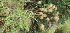 Miscanthus nepalensis