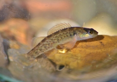 Etheostoma camurum
