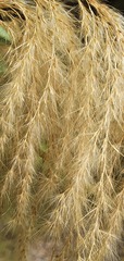 Miscanthus nepalensis