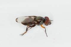 Acrosticta apicalis