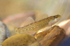 Etheostoma camurum