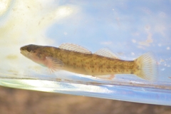 Etheostoma camurum