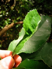 Aceria melicyti