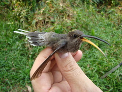 Phaethornis hispidus