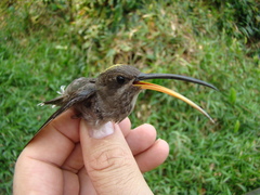 Phaethornis hispidus