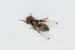 Acrosticta apicalis