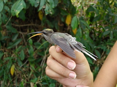 Phaethornis hispidus