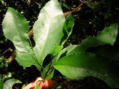 Aceria melicyti