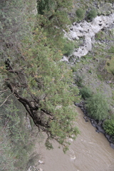 Juniperus polycarpos
