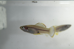 Brachyrhaphis terrabensis